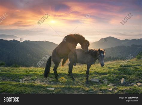Pony sex .